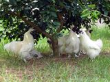 ライムの木の下が憩い場うこ('ε') ／ 烏骨鶏（うこっけい/ウコッケイ）写真集UcoPic