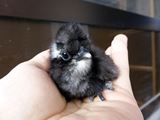 寒いけど黒うこさんのひよこ孵化したうこ( ・∀・)ﾉ ／ 烏骨鶏（うこっけい/ウコッケイ）写真集UcoPic