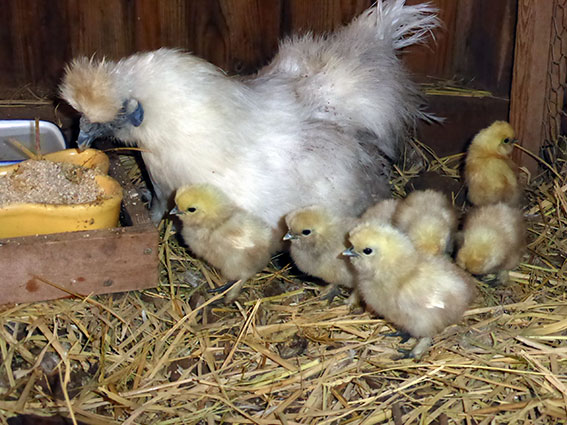 12月5日に孵化した白うこさん一家うこ。寒いけどピヨ育てに頑張るうこ！ ／ 烏骨鶏（うこっけい/ウコッケイ）写真集UcoPic