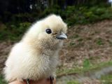 孵化後5日目の指乗り白うこぴよ (｀･ω･´)ｷﾘｯ！ ／ 烏骨鶏（うこっけい/ウコッケイ）写真集UcoPic